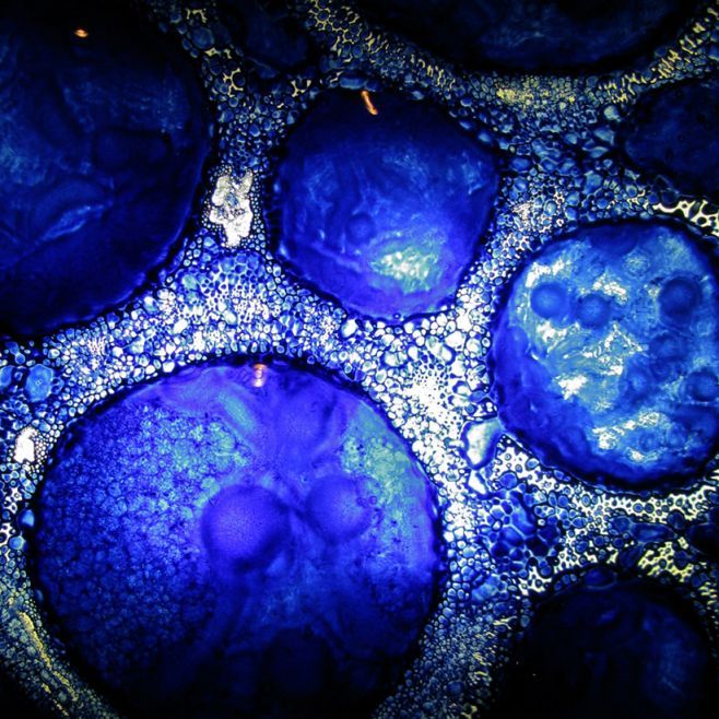 Biotech & Life Sciences